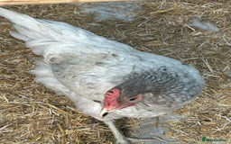 Chickens poultry for sale: 8 hybrid hens for sale  - Image 1