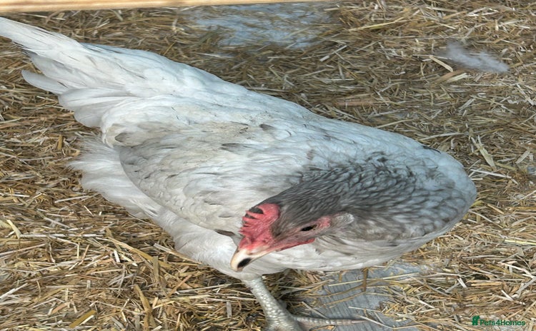 Chickens poultry - Advert 6