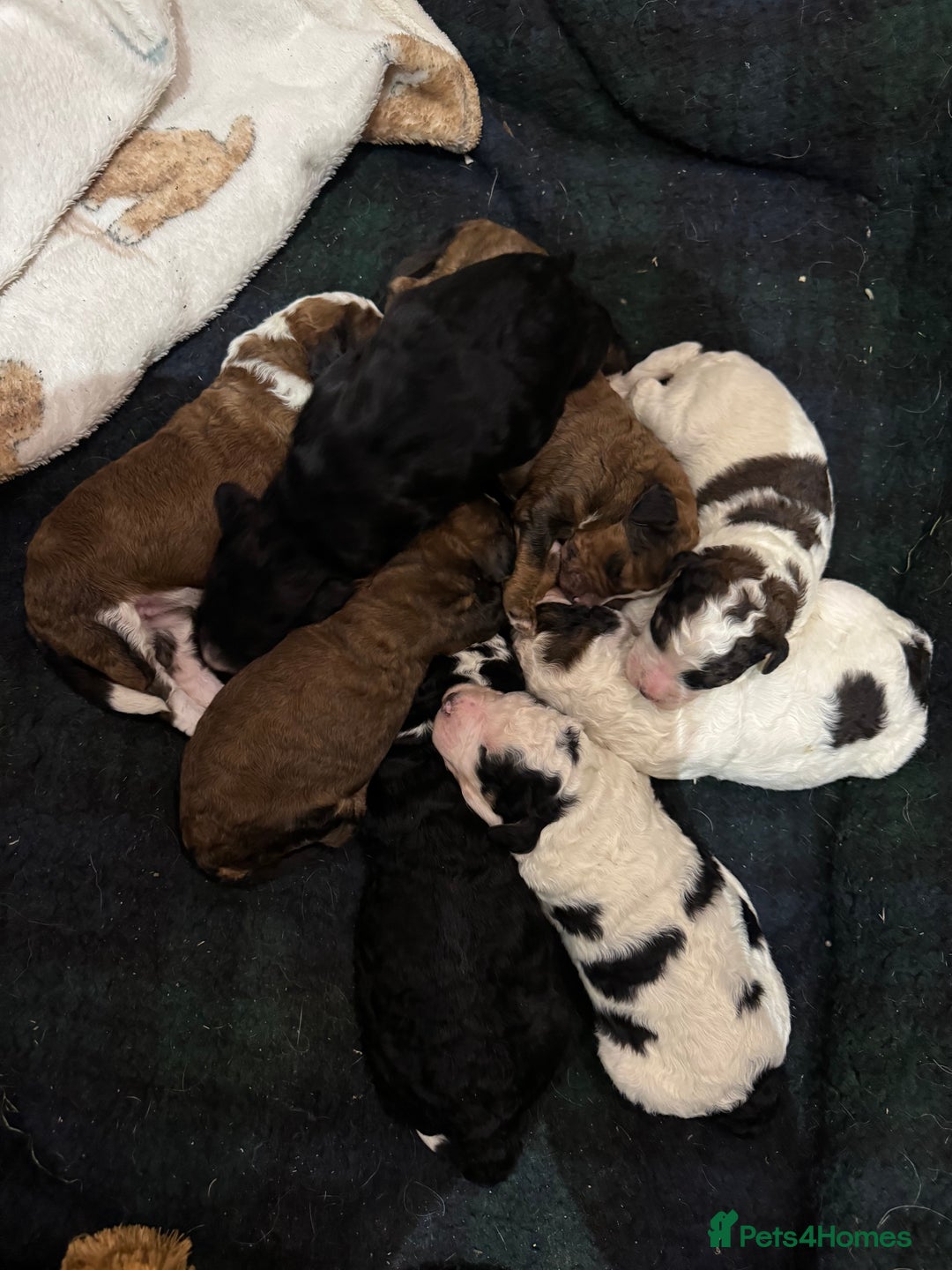 Bernedoodle dogs for sale: Bernedoodle F1B puppies - Image 2