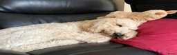 Standard Poodle dogs for sale: Standard Poodle - Looking for a forever home - Advert 4