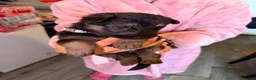 German Shepherd dogs for sale: German shepherd puppies only 4 left  - Advert 13