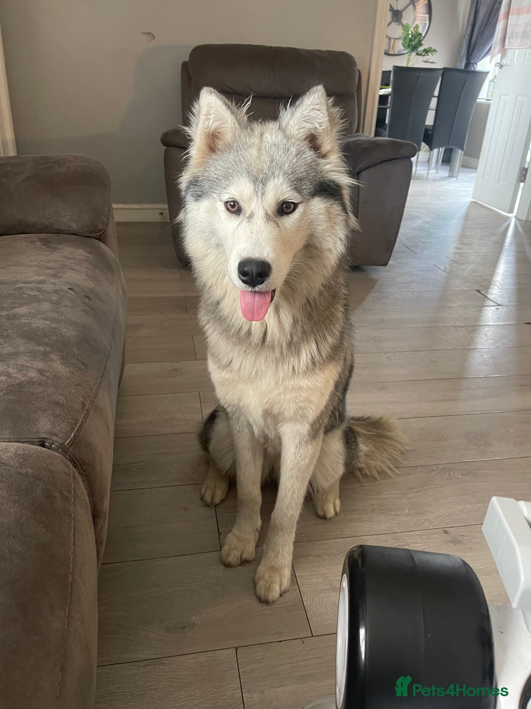 Siberian Husky dogs for sale: 1 boy 1 girl huskies - Advert 4