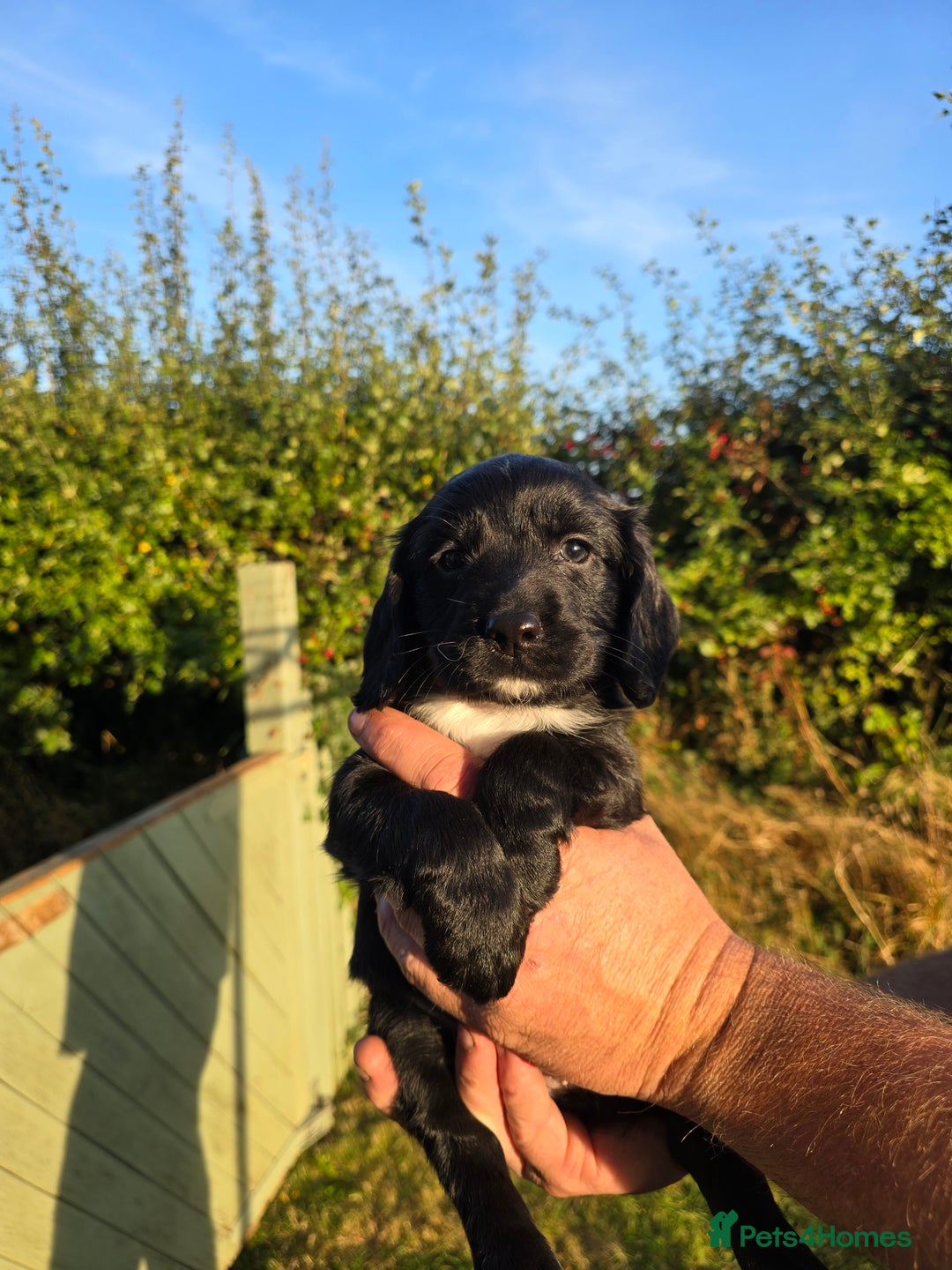 Sprocker dogs for sale: Working sprocker pups  - Image 5