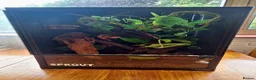 Gecko reptiles for sale: Crested gecko for sale - Advert 2