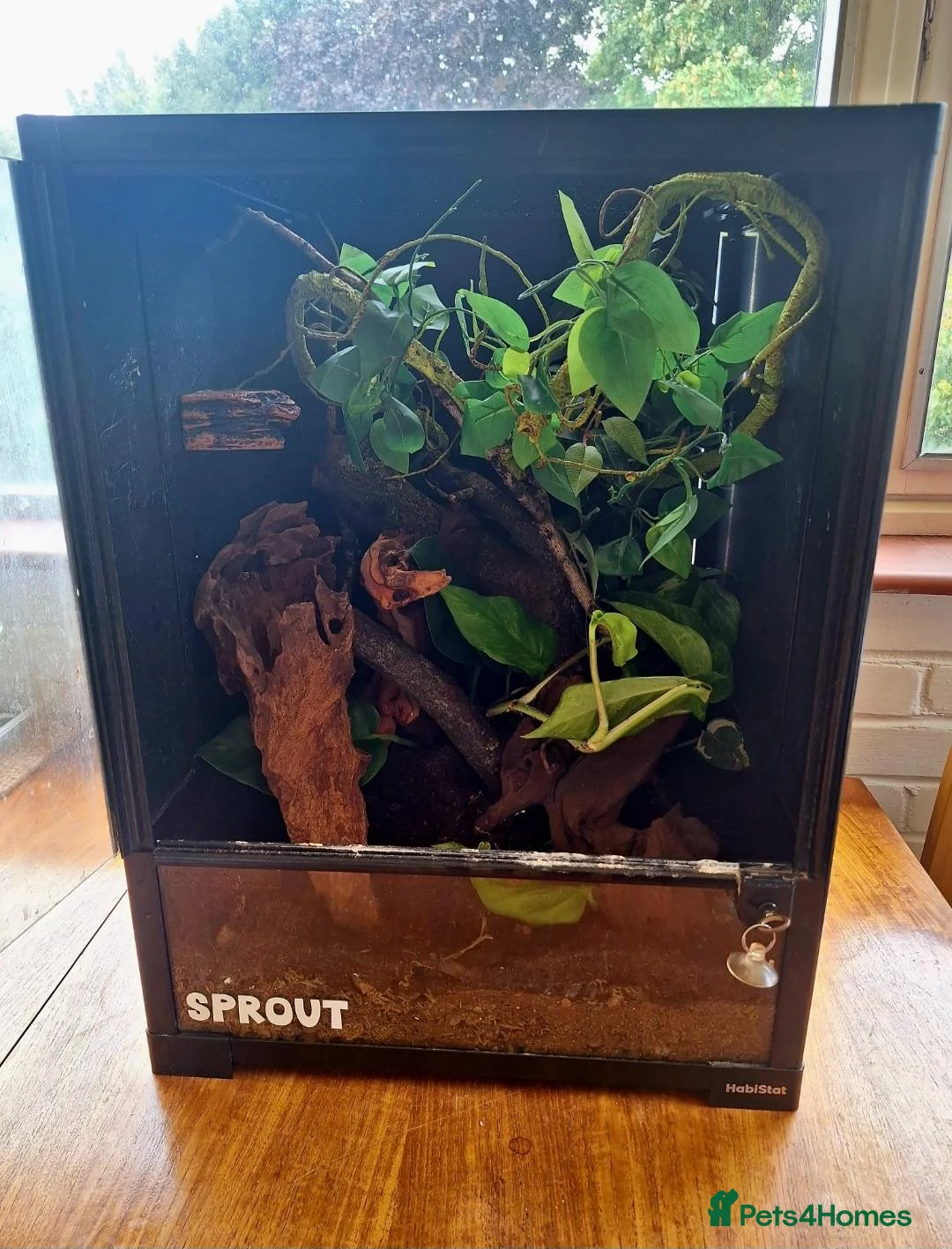 Gecko reptiles for sale: Crested gecko for sale - Advert 2