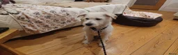 Mixed Breed dogs for adoption: Tam 🐶💙 - Advert 4