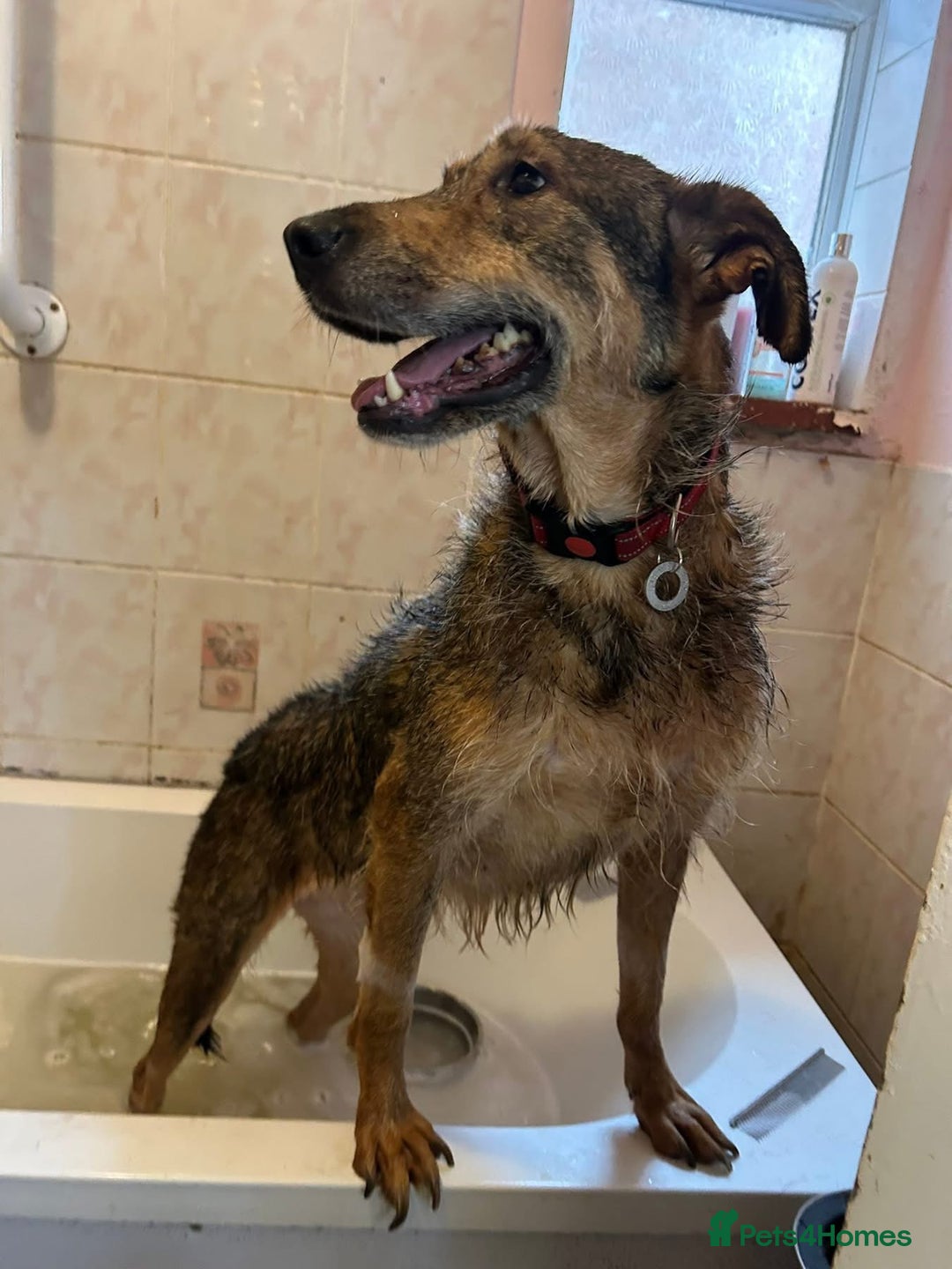 Mixed Breed dogs for adoption: Dana (2) Norwich Norfolk  - Image 10