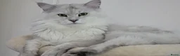Maine Coon cats for stud: Sir Aslan Silver Shaded Stud  - Advert 4
