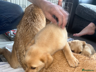 Labrador Retriever dogs Beautiful Labradors for sale - Advert 2