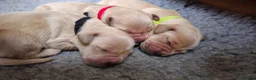 Golden Retriever dogs for sale: 8 KC/health tested gorgeous golden retrievers - Advert 3