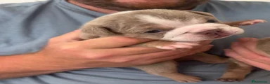 English Bulldog 1