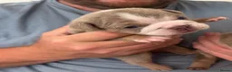 English Bulldog dogs for sale: English Bulldog puppies - Advert 18