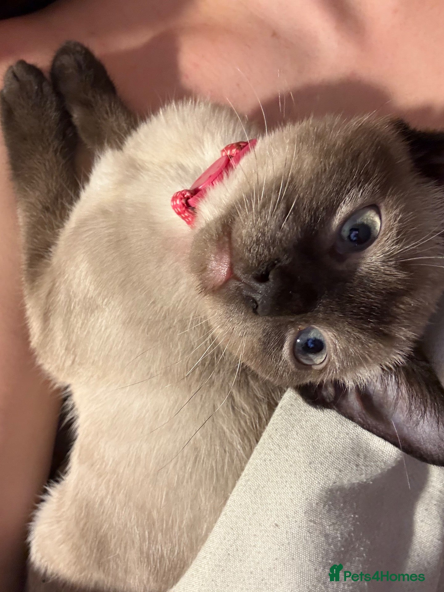 Ragdoll cats Mixed Seal Point Ragdoll Kittens Male & Female - Advert 2
