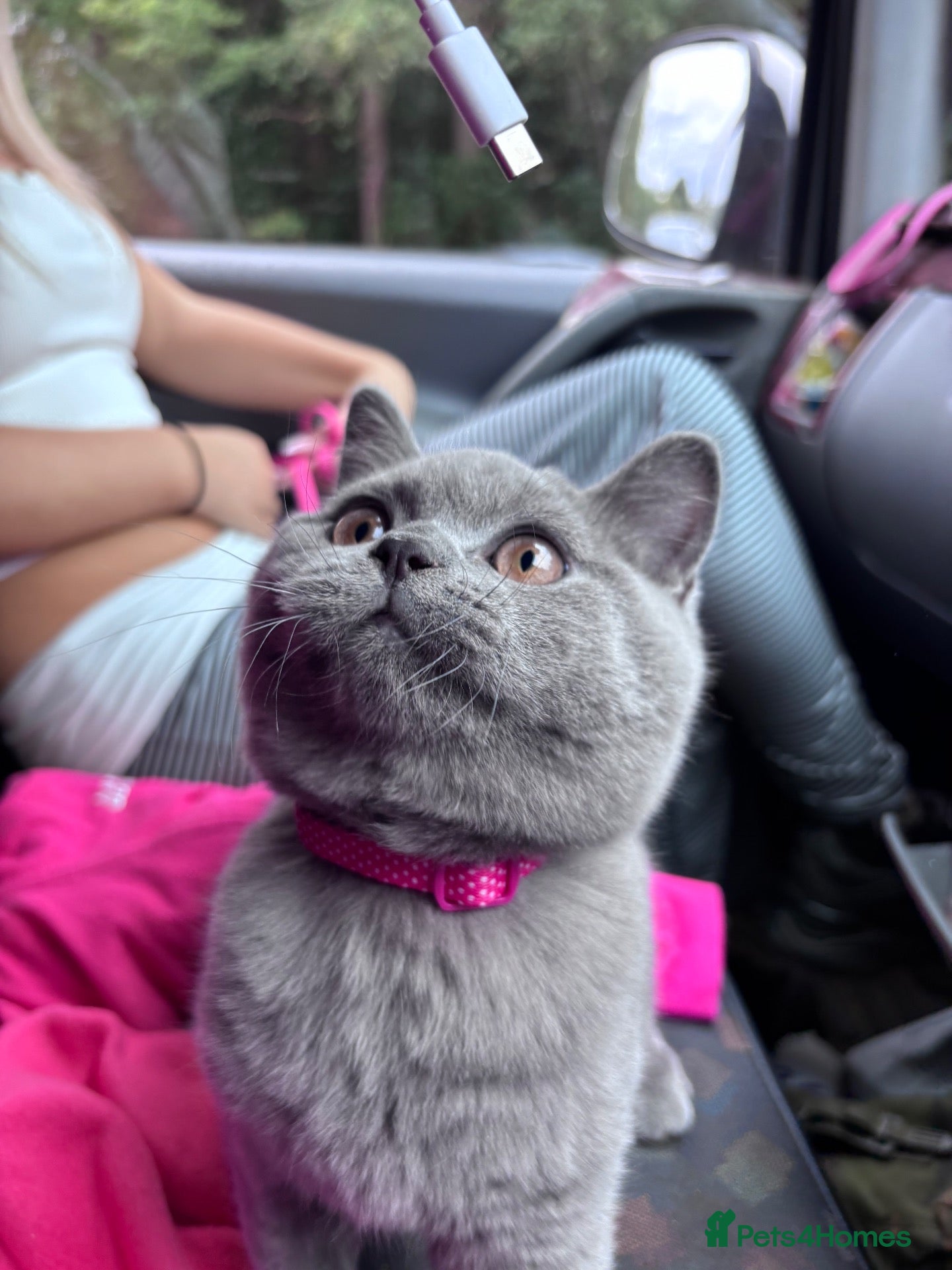 British Shorthair cats GCCF British Short Hair Kittens Blue  - Advert 5