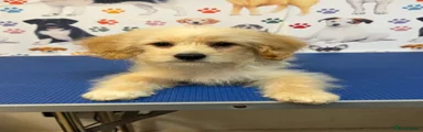Maltipoo Biscuit Boy Puppy