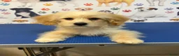 Maltipoo dogs for sale: Rare Red Parti and Biscuit Maltipoo Puppies - Advert 21