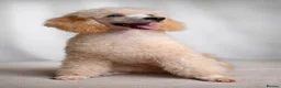 Toy Poodle dogs for stud: Proven, pra clear, kc reg Merle toy poodle  - Advert 3