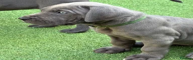 Great Dane Puppy Dark Green