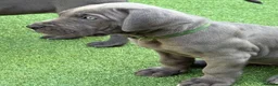 Great Dane dogs for sale: Ready to go! Blue Great Danes - 2 Girls Remaining! - Advert 27