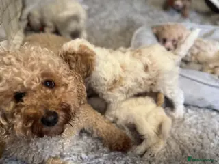 Poochon dogs READY TO LEAVE Poochons for sale - Advert 1