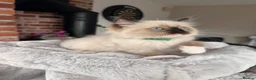 Ragdoll cats for sale: Ready Now! Beautiful Ragdoll Kittens! Xx  - Advert 9