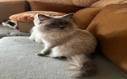 Ragdoll cats for stud: GCCF registered Proven Blue Point stud in London - Image 2