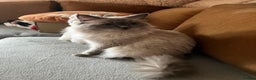 Ragdoll cats for stud: GCCF registered Proven Blue Point stud in London - Advert 2
