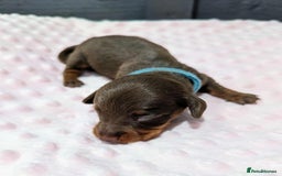 Miniature Dachshund dogs for sale: Beautiful KC Reg Smooth Haired Miniature Dachshund - Image 4