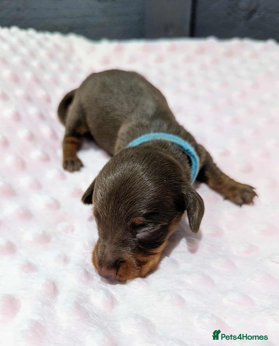 Miniature Dachshund dogs for sale: Beautiful KC Reg Smooth Haired Miniature Dachshund - Image 4