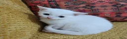European cats for sale: Adorable Kittens  - Advert 7