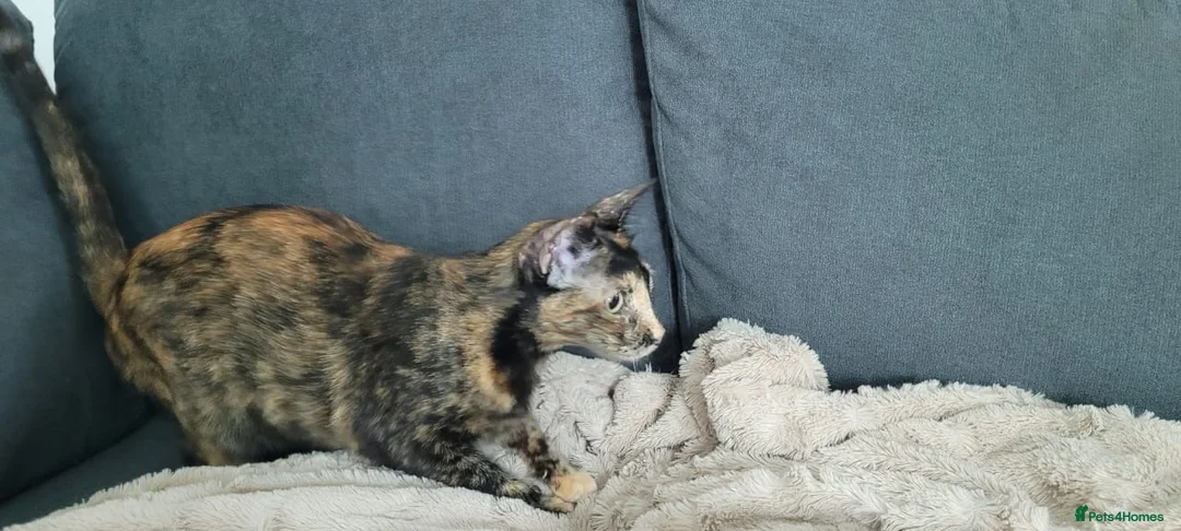 Mixed Breed cats for adoption: Siren - Advert 2