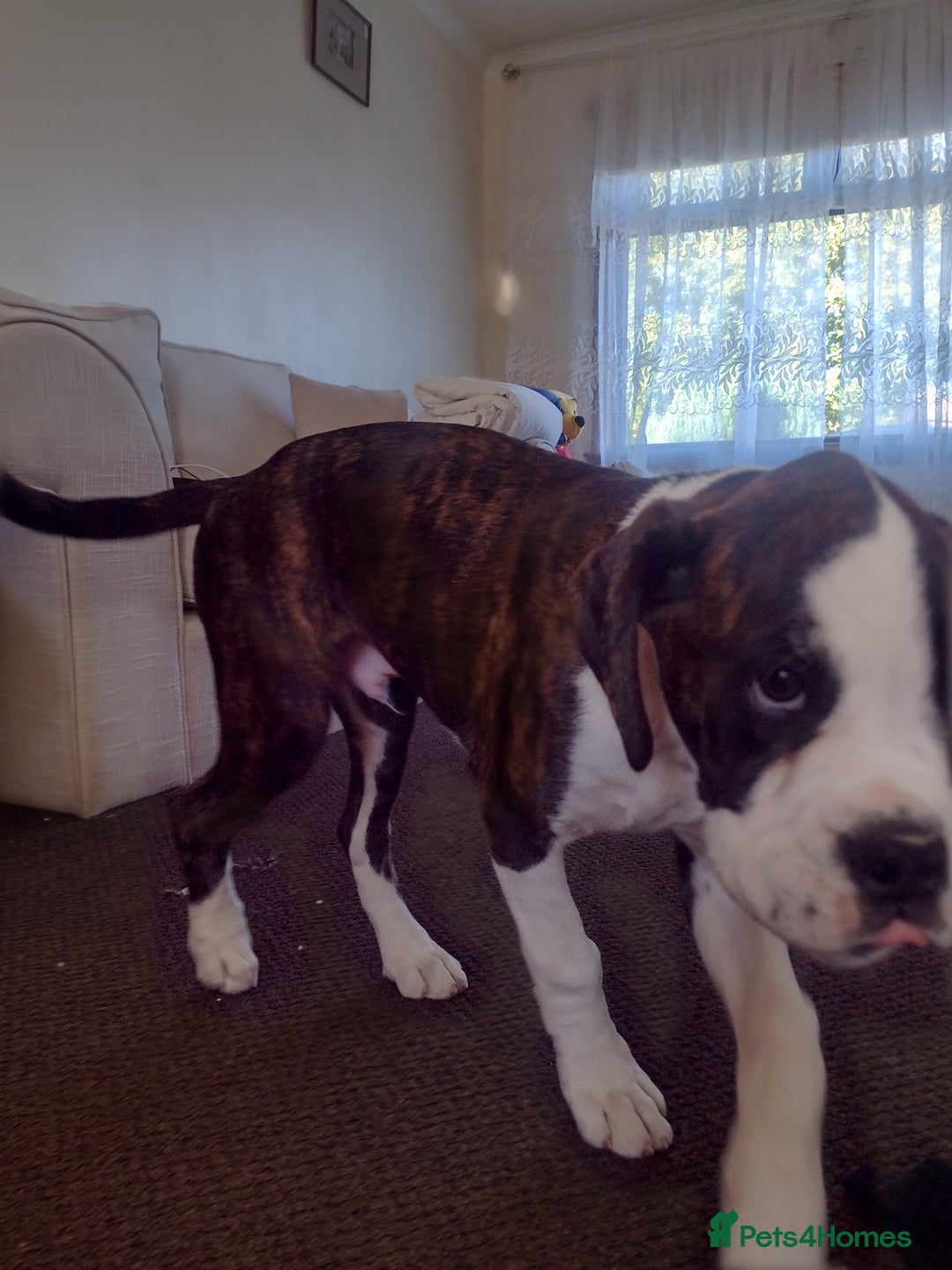 Boxer dogs for sale: 1 boy and 1 girl boxer available - Image 5