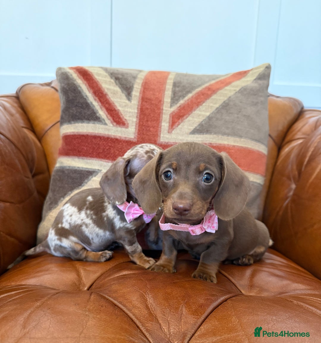 Miniature Dachshund dogs for sale: Beautiful Miniature Dachshunds 5 ⭐ License Breeder - Advert 13