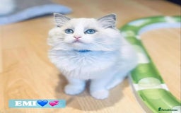 Ragdoll cats for sale: 💖Beautiful Ragdoll💖 Tica register  - Image 7