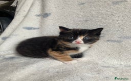 Maine Coon cats for sale: Main coon x  - Image 4