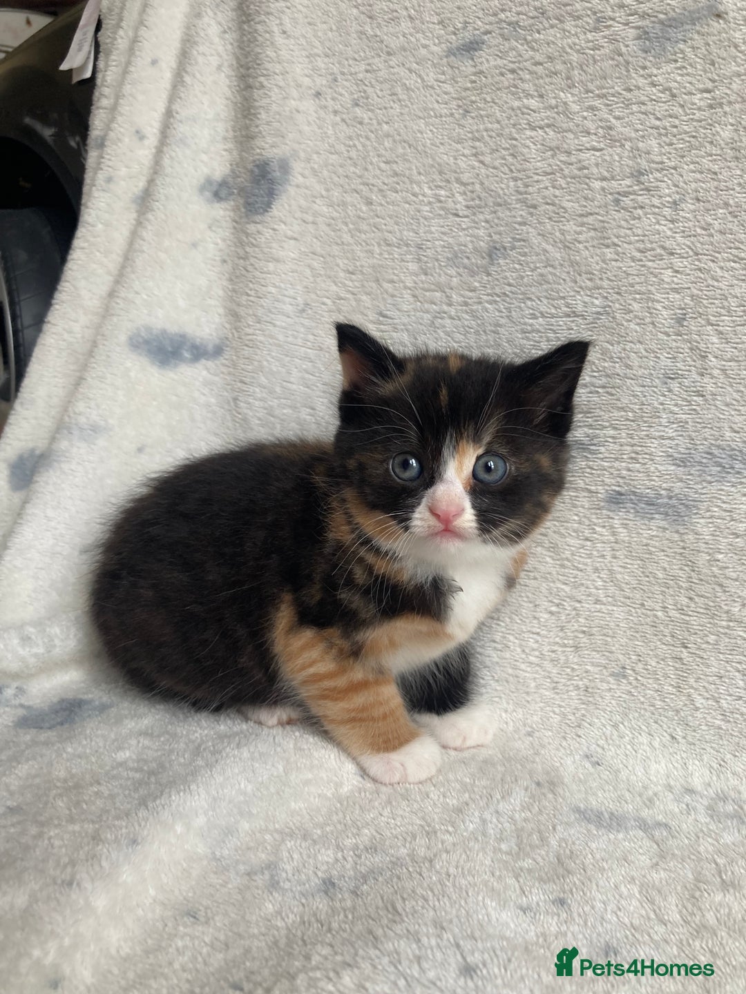 Maine Coon cats for sale: Main coon x  - Image 4