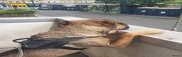 Mixed Breed dogs for sale: Buddy, Cane corso Cross alsation  in London - Advert 3