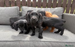 Cocker Spaniel dogs for sale: Cocker spaniel puppies🐶 - Image 9