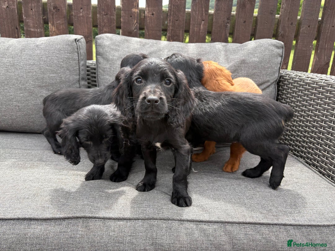 Cocker Spaniel dogs for sale: Cocker spaniel puppies🐶 - Image 9