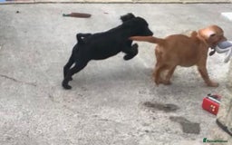 Sprocker dogs for sale: Sprocker pups  - Image 2