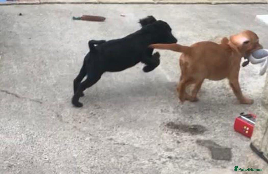 Sprocker dogs for sale: Sprocker pups  - Image 2
