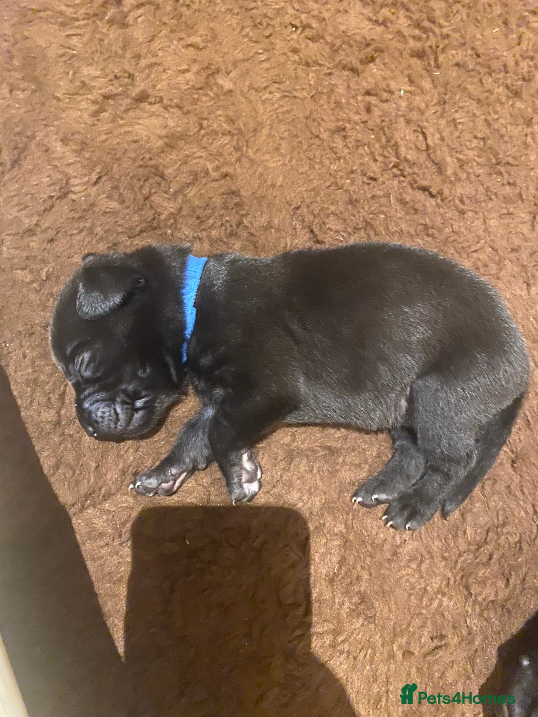 Labrador Retriever dogs for sale: KC registered Labrador puppies - Advert 12