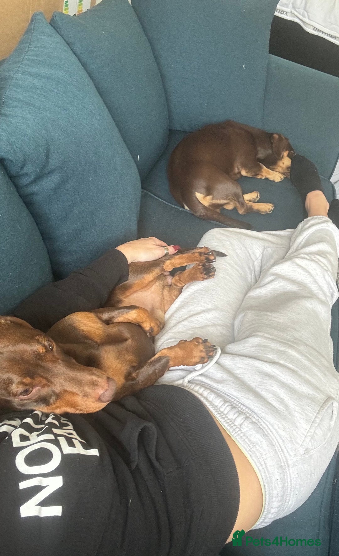 Dachshund dogs for sale: Rolo and Roxy are 3 years old and need a new home - Advert 8