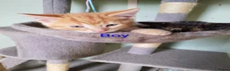Mixed Breed cats for sale: Persian X Kittens  - Advert 4