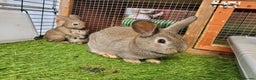 Mixed Breed rabbits for sale: Beautiful Rabbits - READY TO RESERVE - Advert 15