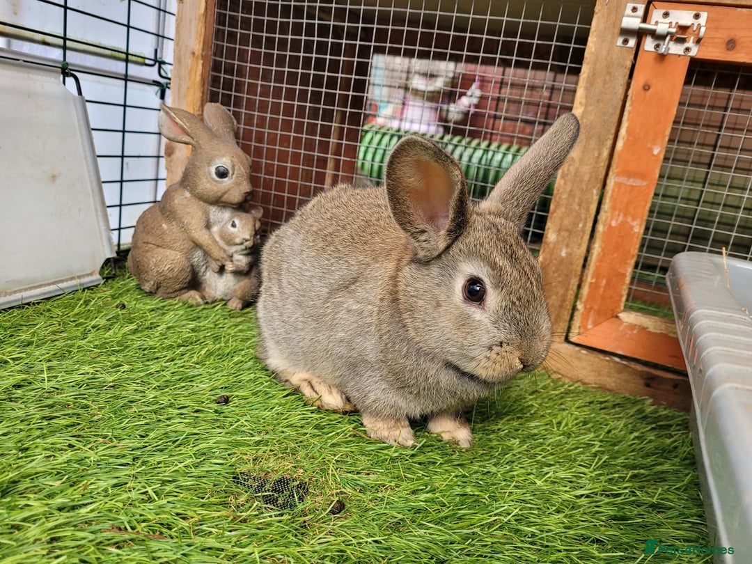 Mixed Breed rabbits for sale: Beautiful Rabbits - READY TO RESERVE - Advert 15