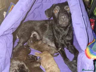 Patterdale Terrier dogs Patterdale Terrier Puppies - Advert 2