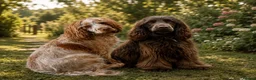 Cocker Spaniel dogs for sale: 🤎 beautiful chocolate 7 show-type cocker spaniel  - Advert 16