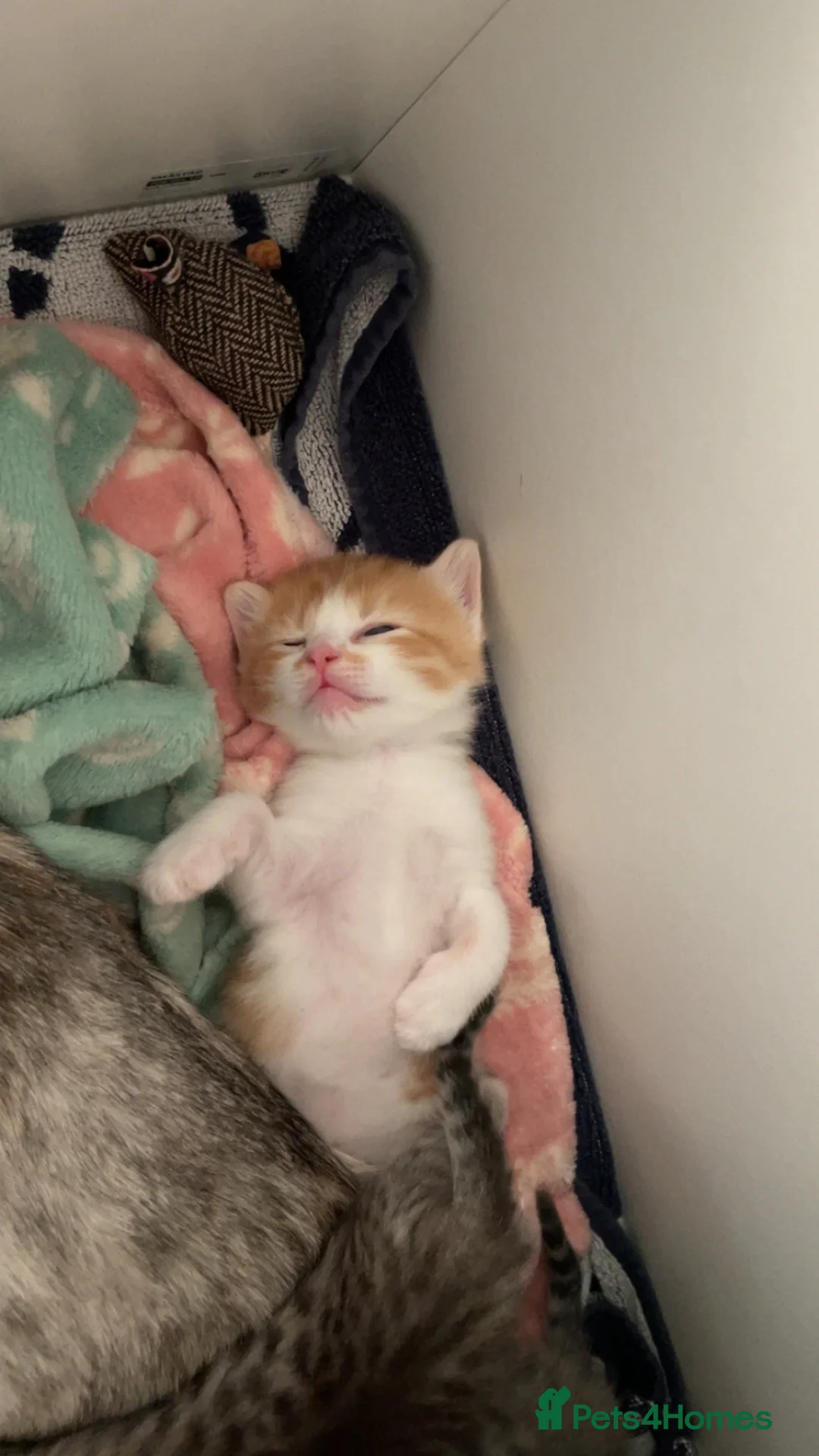 British Shorthair cats for sale: 4 beautiful British shorthair mixes.  - Advert 14