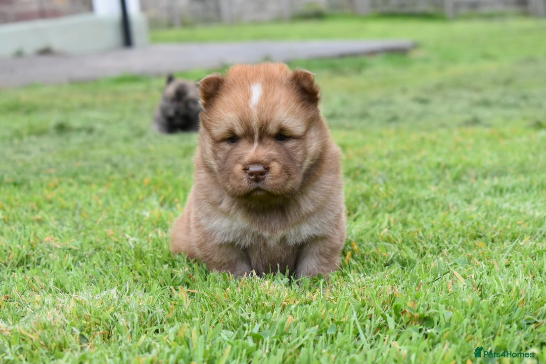 Chow Chow dogs for sale: Genuine Teddy Bear Chowski Puppies - Image 26
